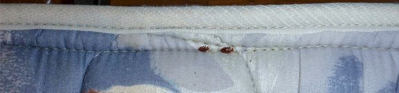 Bed Bugs Bed Bugs