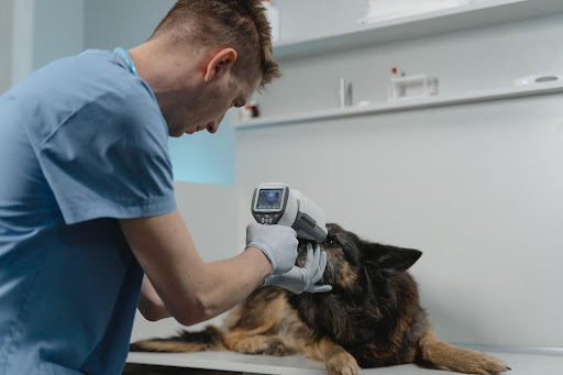 A New Vet Checking Dog Eyes Using a Medical Equipment A New Vet Checking Dog Eyes Using a Medical Equipment