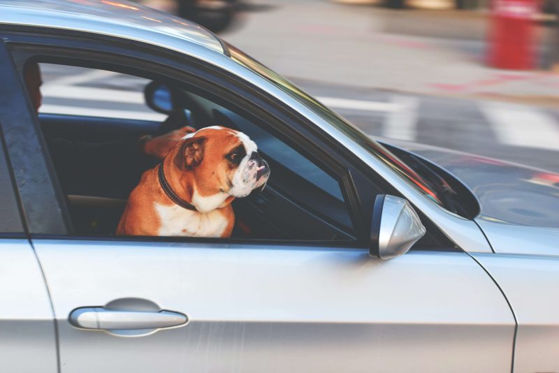 English Bulldog Inside Vehicle English Bulldog Inside Vehicle