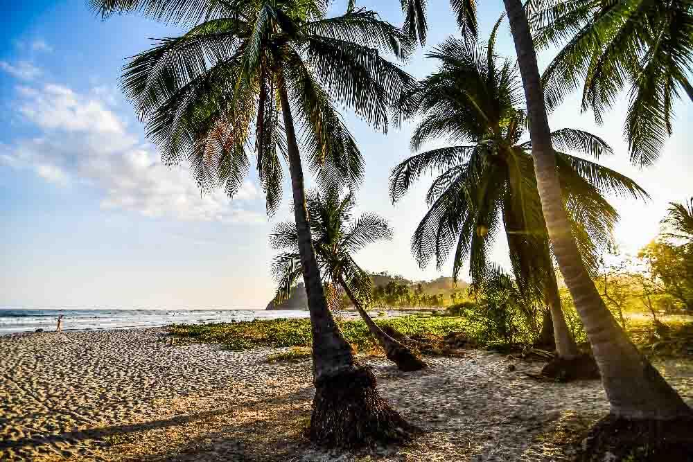 palm tree on the beach in samara nicoya costa rica 1 palm tree on the beach in samara nicoya costa rica central america, tropical beaches