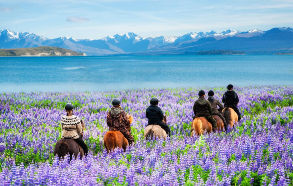 Orbit new zeland 2 1 Travelers ride horses in lupine flower field, overlooking the beautiful landscape of Lake Tekapo in New Zealand. Lupins hit full bloom in December to January which is the summer of New Zealand.