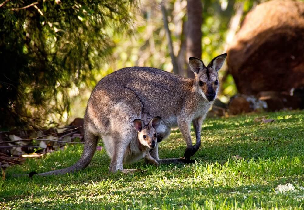 wallabies 411548 1920 1 Kangaroos in Australia